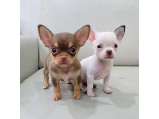 Super kleine mini chihuahua puppies (lang haar en korthaar) met p
