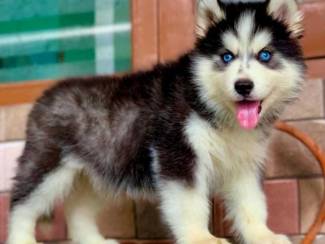 Siberische Husky puppy's met papieren ter adoptie