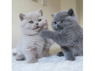 Britse Korthaar/Scottish Fold Blauw en Lilac kitten